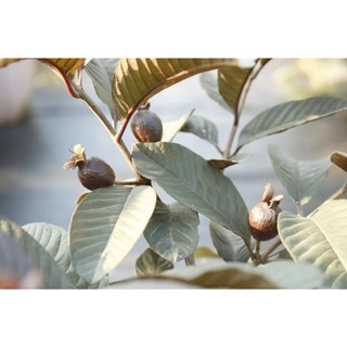 Cây 🌲 Ổi Tím Malay lá đỏ trái đỏ