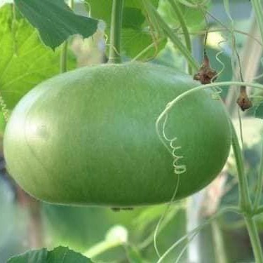 Hạt giống bầu tròn Thái 1 gói 2gram - nảy mầm tốt