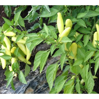 Hạt giống ớt đại vàng - Gói 20 hạt