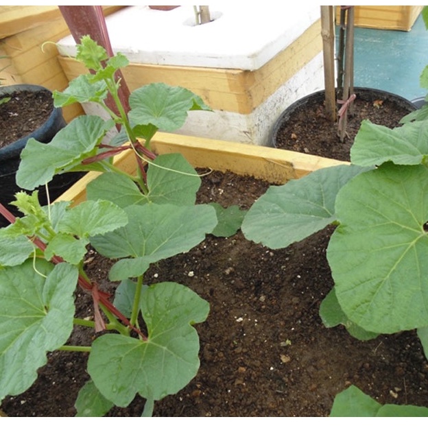 Hạt Giống Dưa Lê Kim Cô Nương F1 - 10 Hạt - tặng kèm thuốc kích mầm