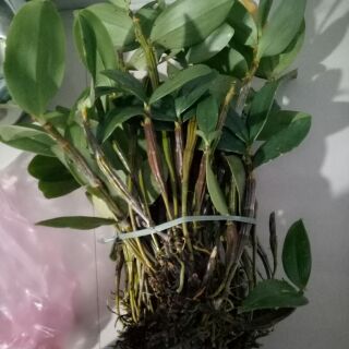 Phong lan kiều tím