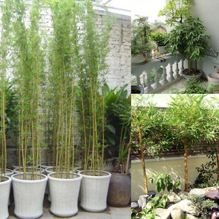 1 THÂN CÂY GIỐNG TRÚC QUÂN TỬ,CAO 2M,CAM KẾT GIỐNG CHUẨN LOẠI 1 - CGTQT1BL1