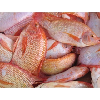 Cá diêu hồng tươi sống