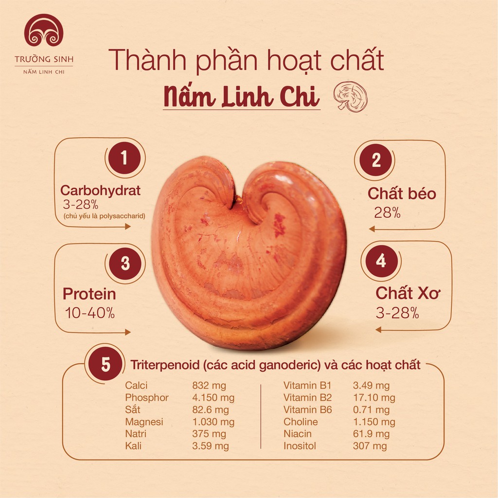 Nấm Linh Chi Trường Sinh thượng hạng thải độc tố bảo vệ gan, chống lão hóa, kháng ung thư - Hàng chính hãng