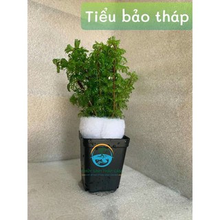 cây tiểu bảo tháp thủy sinh