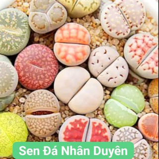 Lithops - thạch lan - sen mông mini siêu xinh (size từ 0.5 -2cm)