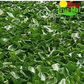 100g rễ lục bình khô (bèo tây) 5k
