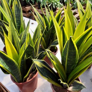 Cây 🌲 Lưỡi hổ Hoàng kim( giống mới)