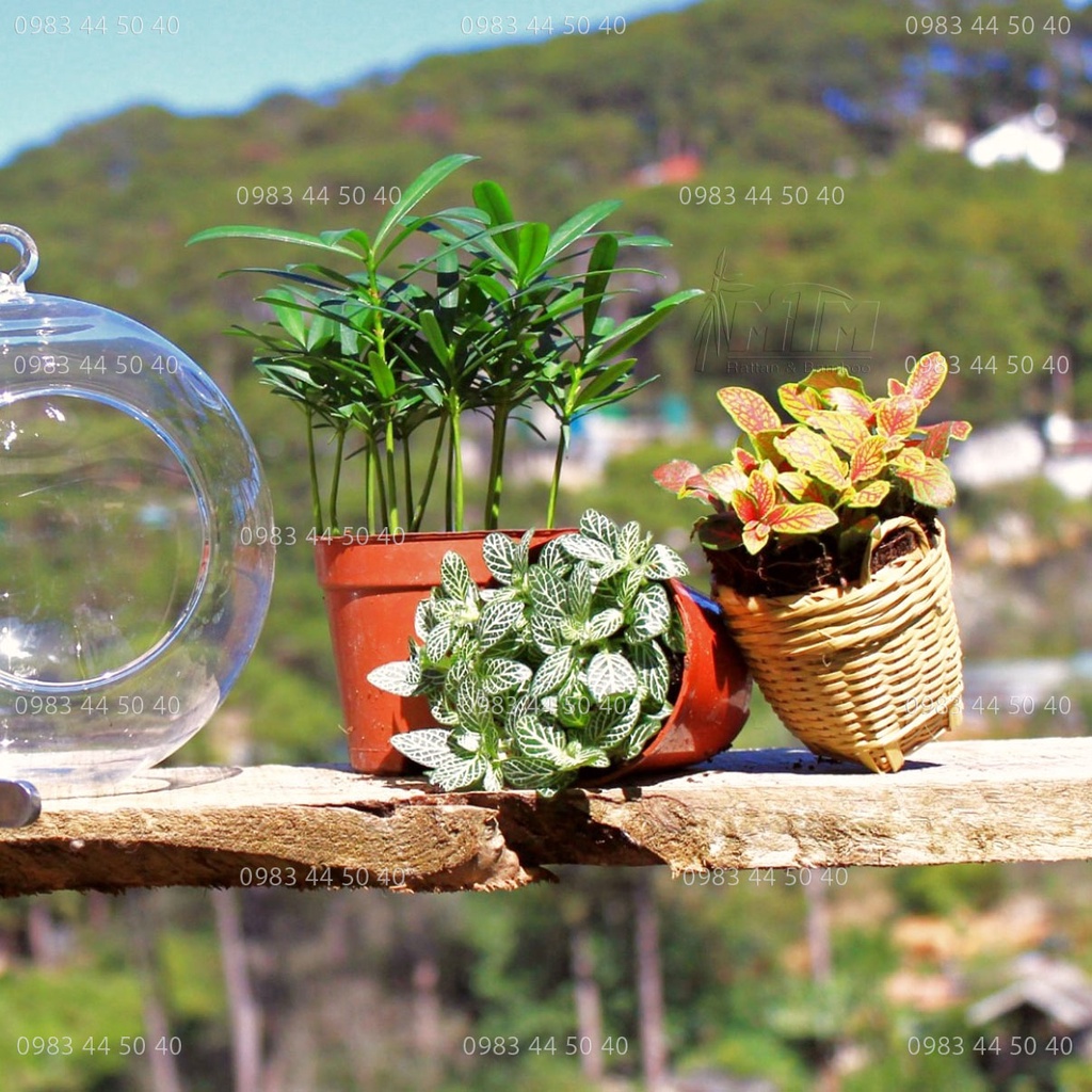 Giỏ tre (Cần xé) nhí - Phụ kiện decor, chụp hình, trang trí tiểu cảnh.