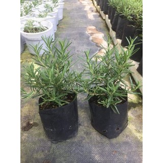 Combo 2 cây giống hương thảo Mini để bàn làm việc (KHÔNG GỬI MIỀN NAM, MIỀN TRUNG)