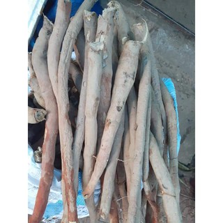 Sâm cau đỏ Tây Bắc 1kg