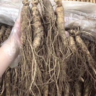 50g - 100g nhân sâm