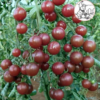 HẠT CÀ CHUA SOCOLA F1 - GÓI 5 HẠT