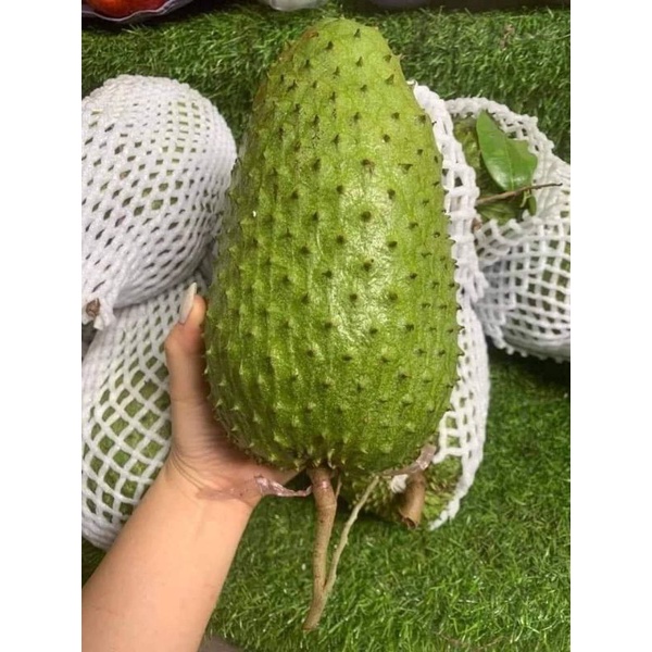 Cây mãng cầu xiêm