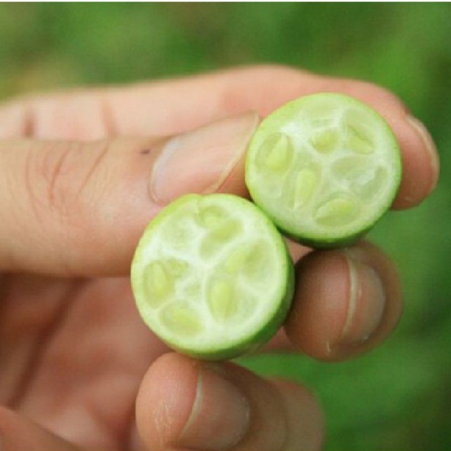 Hạt giống dưa hấu tí hon - 1 gói 10 hạt - Tặng gói kích hạt nảy mầm