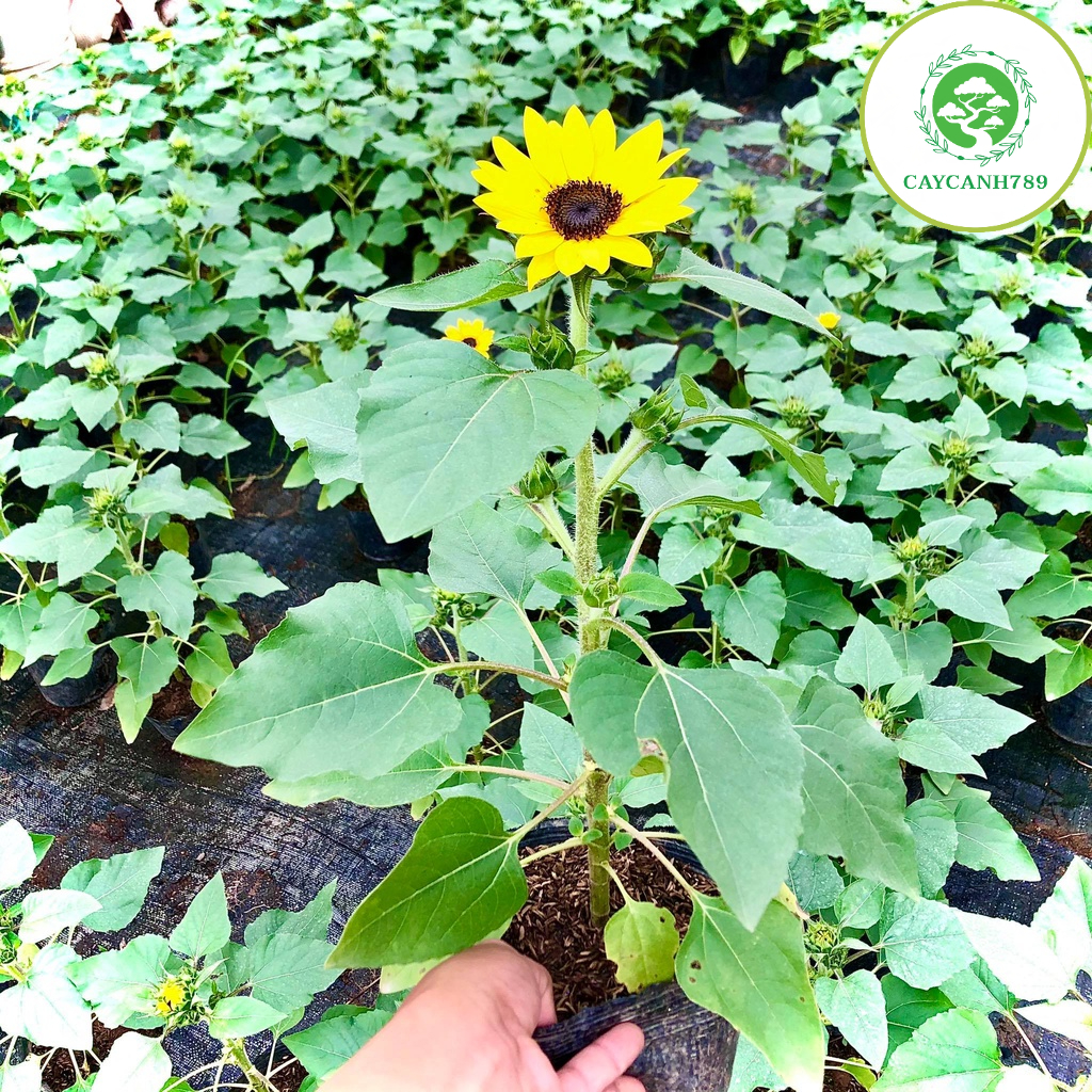 Cây hoa hướng dương lùn đang nụ hoa cao 40 cm