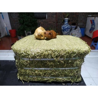 Cỏ khô, cỏ nén Alfalfa, Tymothy cho thỏ, bọ ú 500g