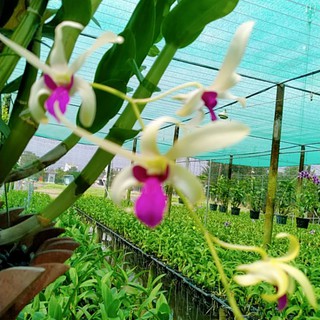 denro nắng bà liễu xưa