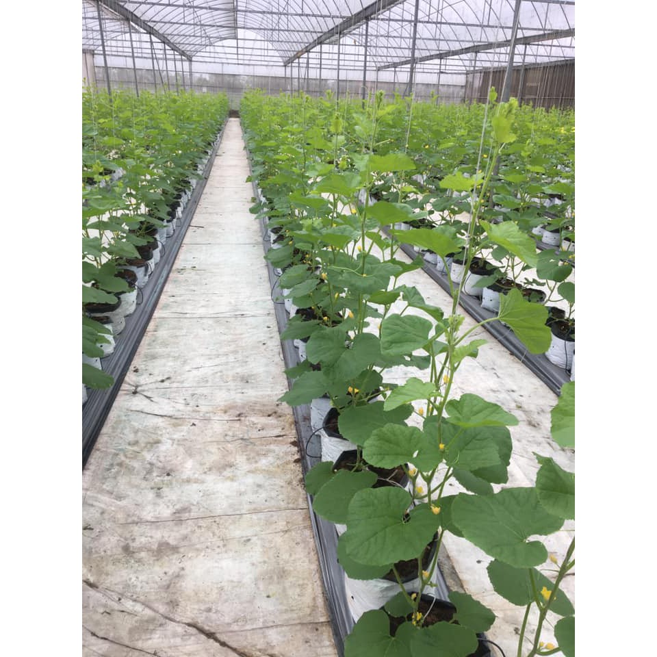 Dây treo dưa lưới, sợi se nông nghiệp