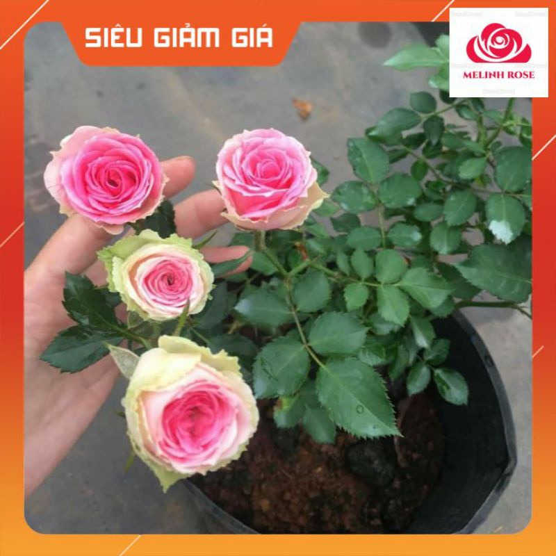 Hoa hồng ngoại Mini Eden rose – Hoa hồng Pháp vô cùng sai hoa-Vườn Hoa Melinhrose