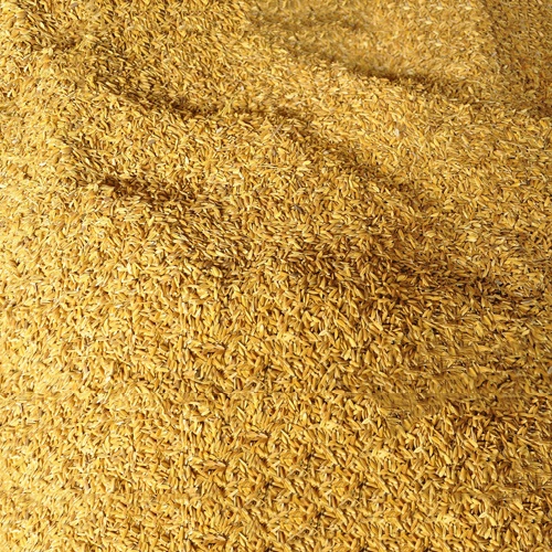 5kg thóc lúa thức ăn cho chim gà vịt chuột