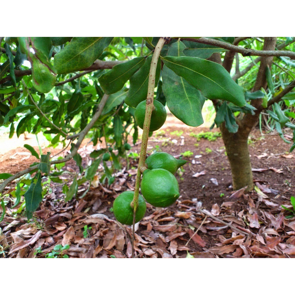 Cây giống mắc ca cao 70cm - Đơn hàng thanh toán trước tặng vòi tưới nhỏ giọt