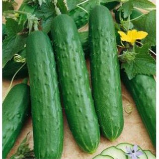 Hạt giống dưa leo