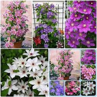 COMBO 3 CỦ hoa leo ông lão-củ giống