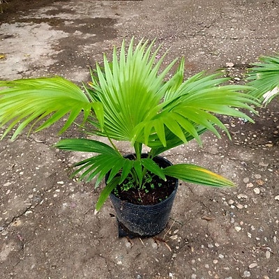 CÂY CỌ CẢNH-TÁN TO-THÂN CHẮC KHỎE-FREESHIP TỪ 50K