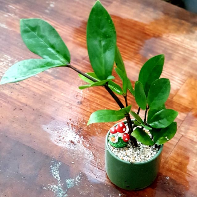 Kim tiền chậu sứ để bàn