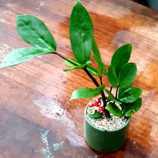 Kim tiền chậu sứ để bàn