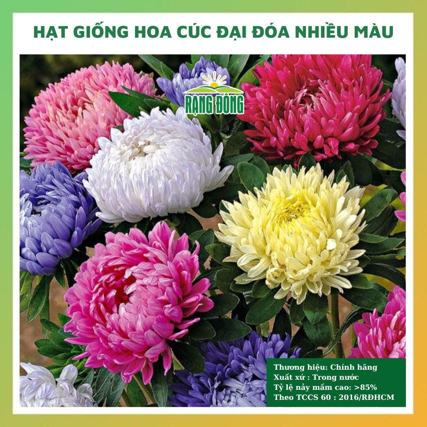 Hạt giống hoa cúc đại đóa nhiều màu đẹp dễ trồng chăm sóc tỉ lệ nảy mầm cao 0,1g RADO 0801