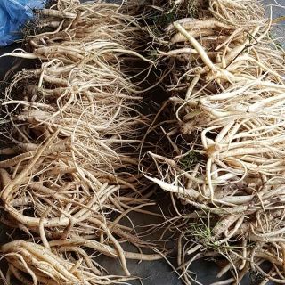 Sâm dây Ngọc Linh - hàng lựa, to, đẹp 6 củ/kg