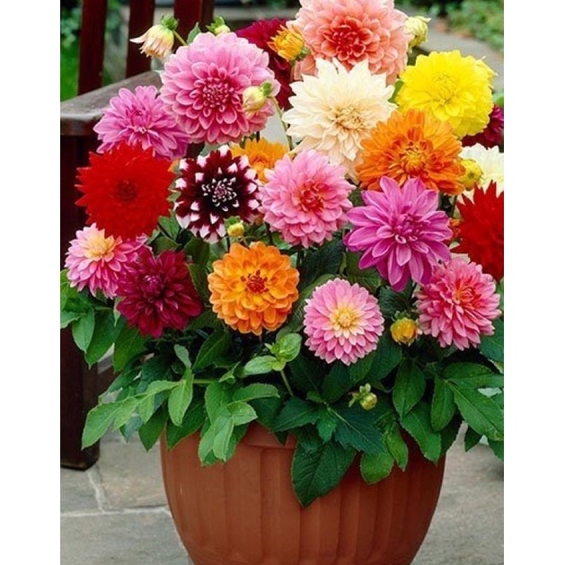 Hạt giống thược dược lùn nhiều màu F1