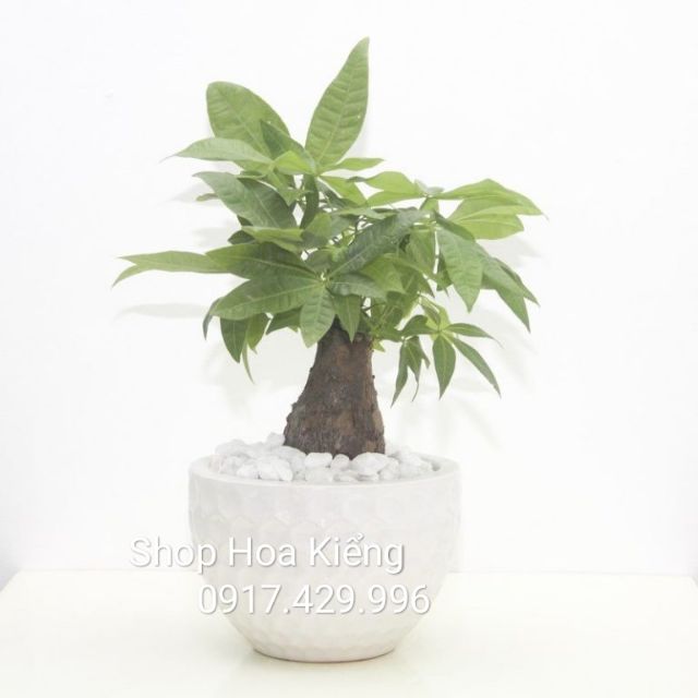 Cây Kim Ngân để bàn