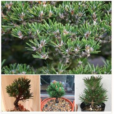 Hạt giống cây thông đen nhật bản tỷ lệ nảy mầm cao Japanese Black Pine seeds