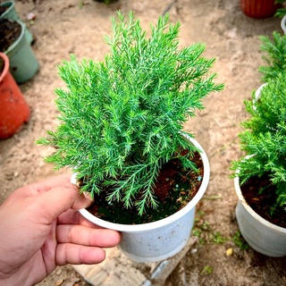 Tùng bồng lai ( ảnh thật số 3)