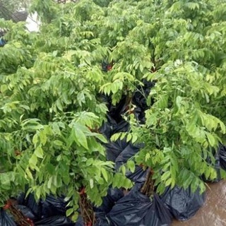 Cây giống gỗ quý sưa đỏ cây khỏe mạnh không sâu bệnh .