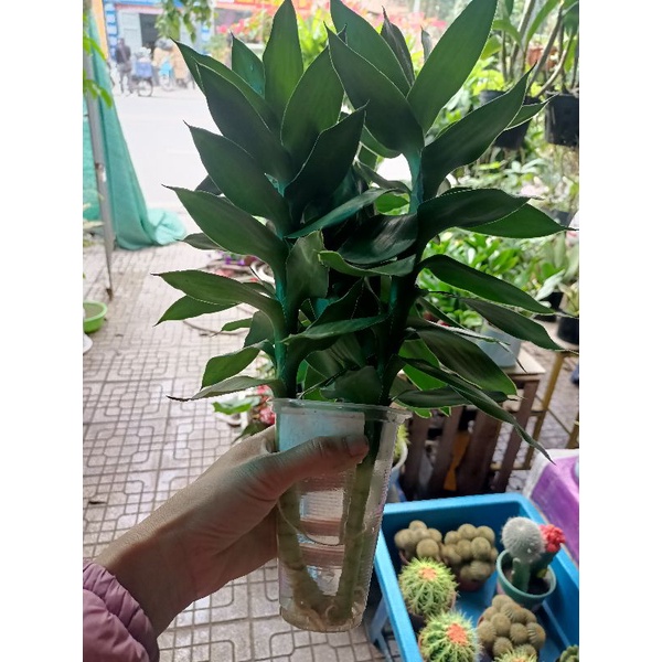Cây phát tài búp sen  thủy sinh cao 30_40cm