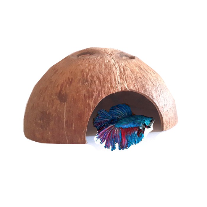 Nhà/hang cá gáo dừa | Cocodecor