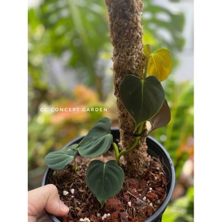 Trầu bà Philodedron Lupinum