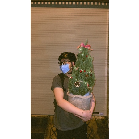 Cây sơn tùng trang trí noel