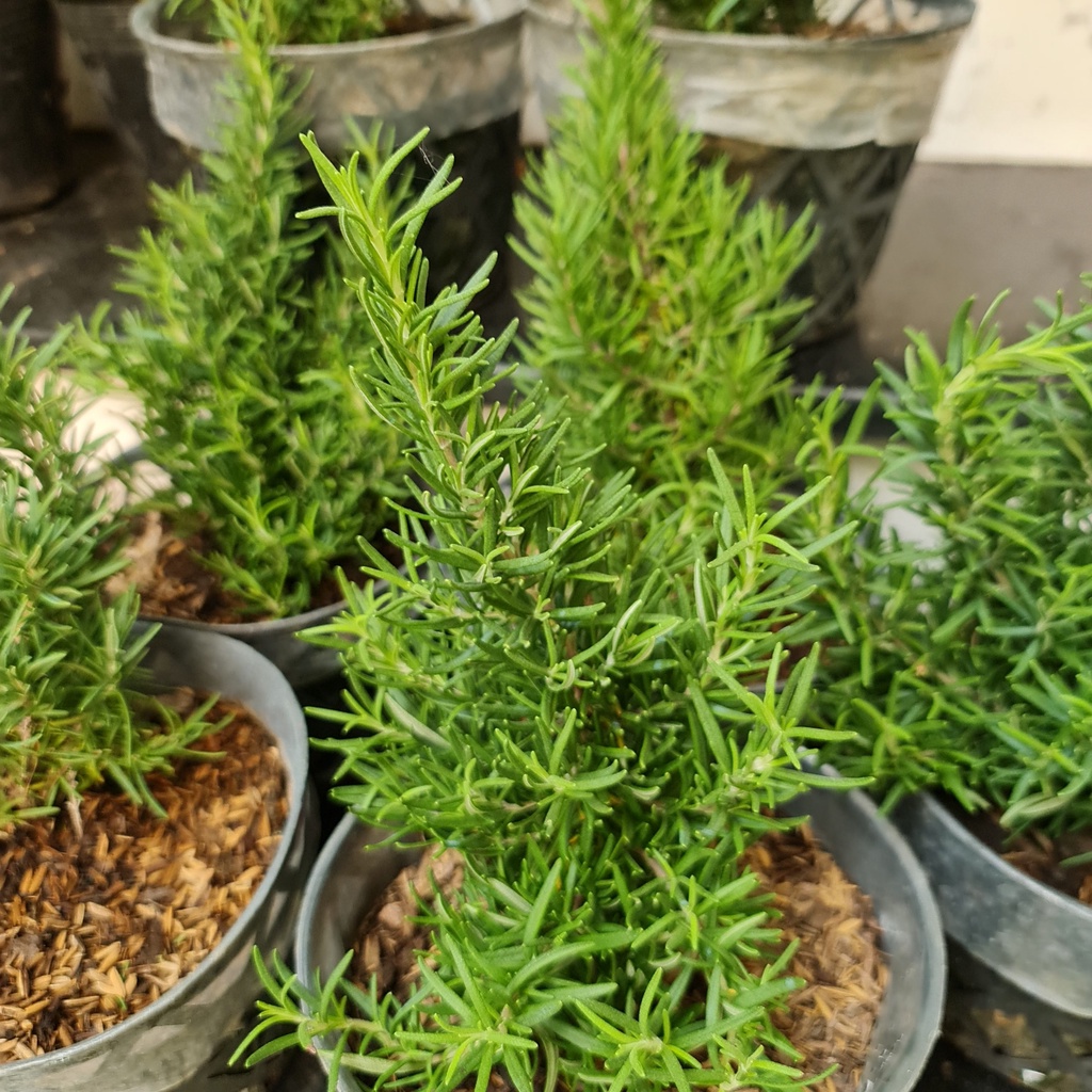 CÂY HƯƠNG THẢO , , thuần khí hậu nóng Sài Gòn, cây hương liệu, Cây Tươi Nguyên CTN0750