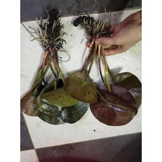 cây giống súng thái   đỏ wanvisa