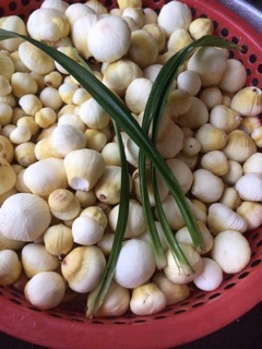 [ Siêu Hot] Mộng Dừa Tươi Bến Tre - 1 kg