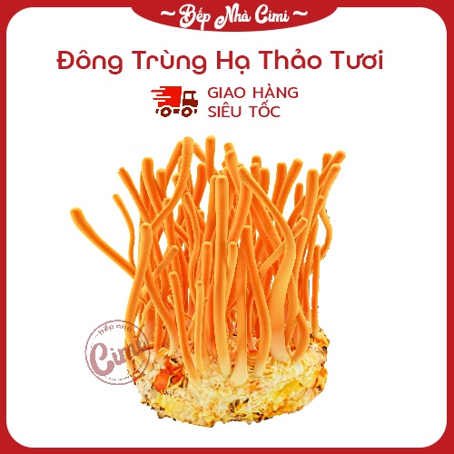 Đông Trùng Hạ Thảo Tươi Hộp 200 gram - Bếp Nhà CIMI