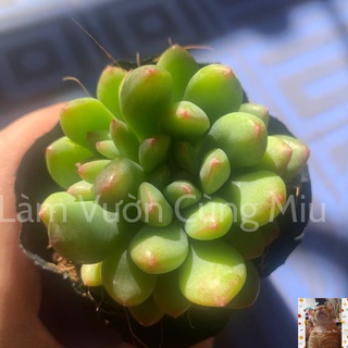 Sen Đá Thược Dược 🌿🌿🌿 Size Bầu