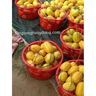 Hạt giống Dưa Lê Hàn Quốc (5 hạt/gói) cao cấp dành cho gia đình, trái ngon ngọt
