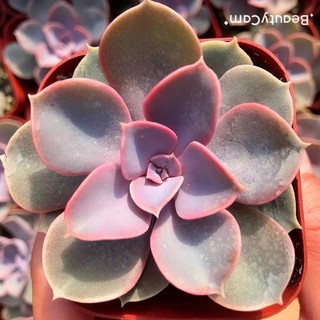 SEN ĐÁ HỒNG DÂU SIZE 5-7CM