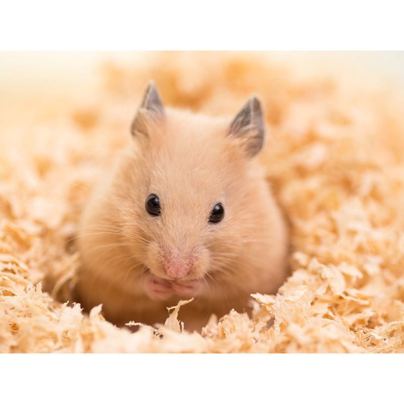 Mùn cưa gỗ thông 10 kg